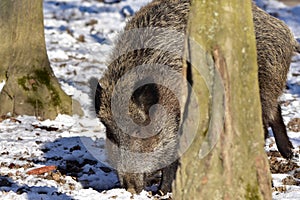 Wild boar pig