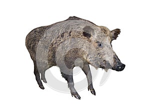 Wild boar pig, isolated over white
