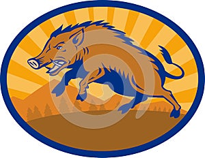 Wild Boar Pig Razorback Hog