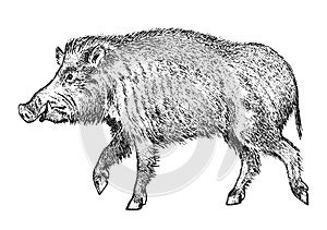 Wild boar, pig or swine, forest animal. Symbol of the north. Vintage monochrome style. Mammal in Eurasia. Engraved hand photo