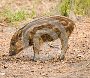 Wild Boar Piglet
