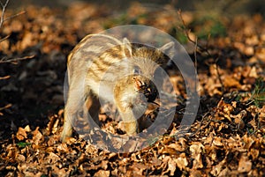 Wild boar, piglet
