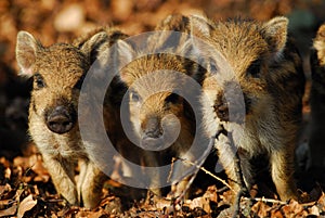 Wild boar, piglet