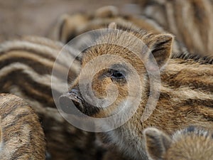 Wild boar piglet