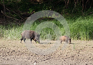 Wild boar and piglet