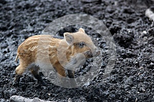 Wild boar piglet