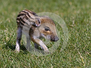 Wild Boar Piglet