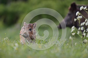 Wild boar piglet.