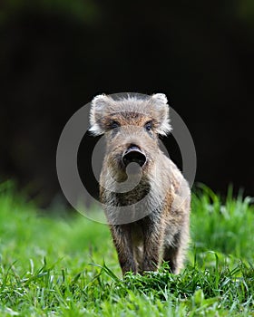 Wild boar piglet in the black background