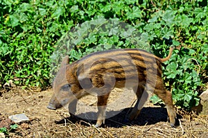 Wild boar piglet