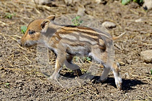 Wild boar piglet
