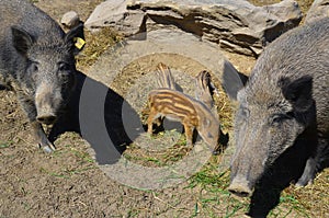 Wild boar piglet