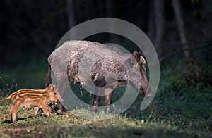 Wild boar with piglet in forest