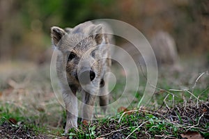 Wild boar piglet in the forest, spring