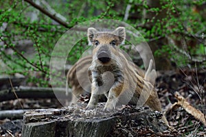 Wild boar piglet look curious