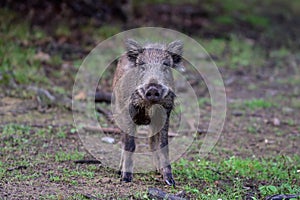 Wild boar piglet stands in summer forest and looks attentively