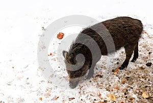 Wild boar piglet  Sus scrofa, known as the wild swine, wild pig  eating on the mud dug up from the snow