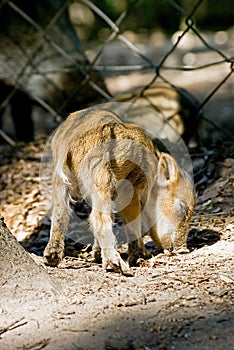 Wild boar piglet