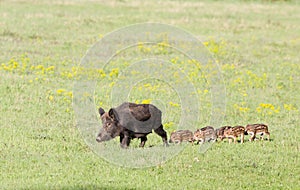 Wild boar with piglets