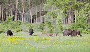 Wild boar with piglets