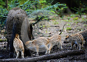 Wild boar piglets deink milk from her mother, spring, germany