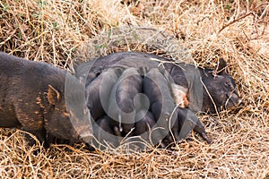 Wild boar piglets drink milk from her mother