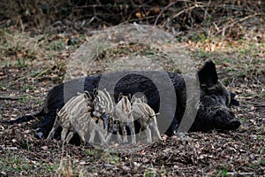 Wild boar piglets drink milk from her mother, spring