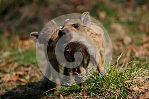 Wild boar piglets are fight in the forest, spring