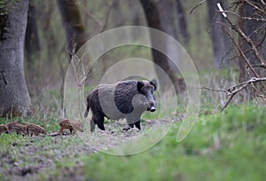 Wild boar with piglets in forest