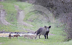 Wild boar with piglets on meadow