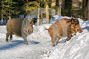 Wild boar piglets rinning in the snow in winter,