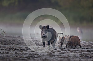 Wild boar with piglets walking in mud