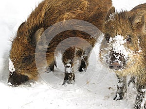 Wild Boar Piglets In Winter