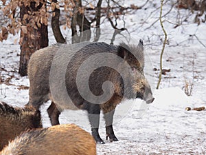 Wild boar