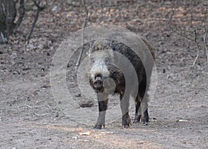 Wild boar