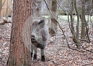 Wild boar