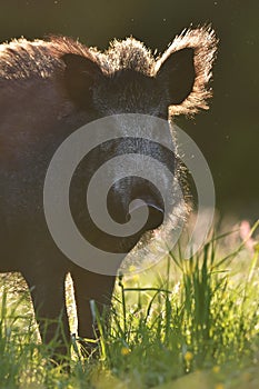 Wild boar portrait in contra light