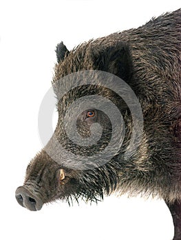 wild boar portrait isolated on white background