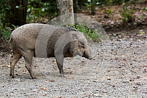 Wild Boar at Pulau Ubin Island photo