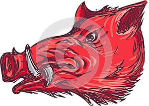 Wild Boar Razorback Head Side Drawing