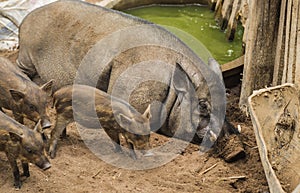 Wild boar rest in forest with young . Wildlife in natural habitat.