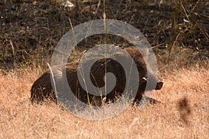 Wild boar resting in grassland
