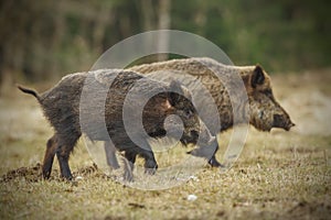 Wild boar running