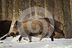 Wild boar running in the forest