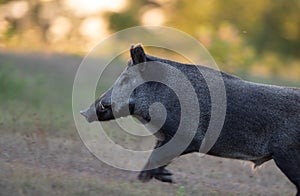 Wild boar running in forest