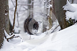 Wild boar running through forest in deep snow in winter