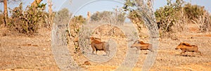 Wild boar running through the savannah of Kenya