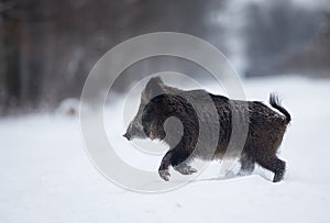 Wild boar running on snow