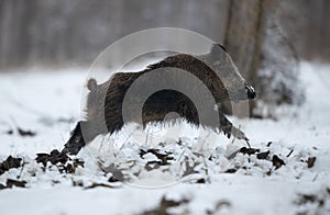 Wild boar running on snow in forest