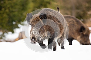 Wild boar running on snow in wintertime nature.
